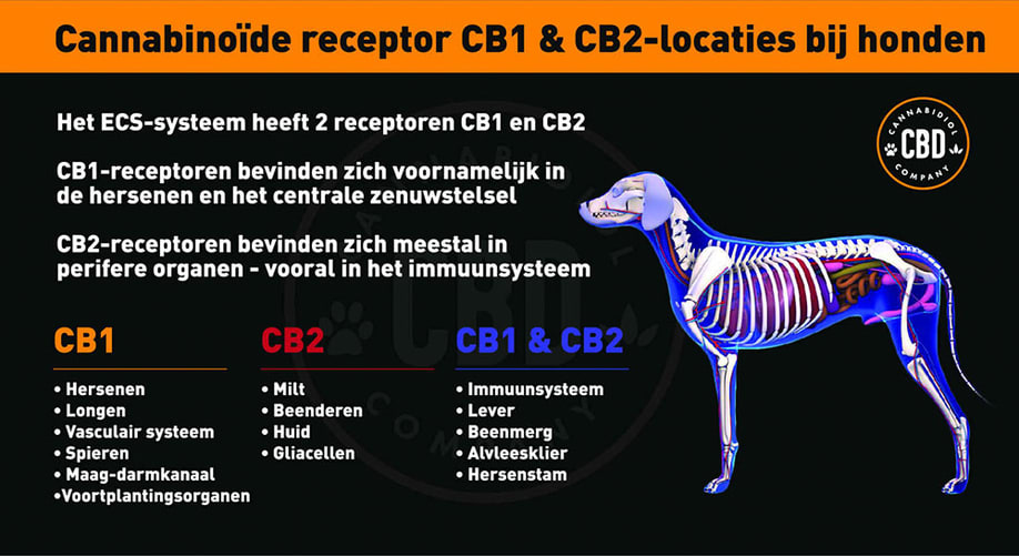Cannabinoïde-receptor CB1 & CB2-locaties bij honden